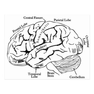 324x324 Human Brain Postcards Zazzle