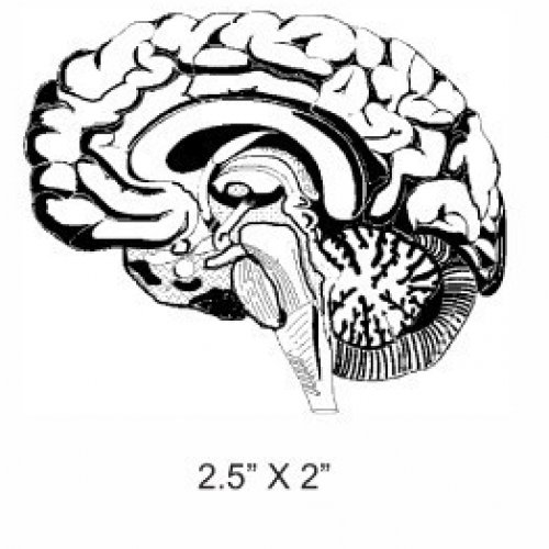 500x500 I Have Half A Mind To Anatomical Brain Rubber Stamp