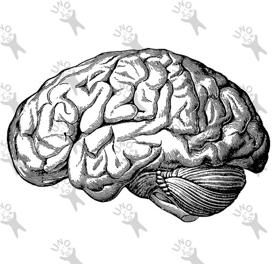 570x542 Vintage Anatomical Brain Clip Art Design Transfer Digital File