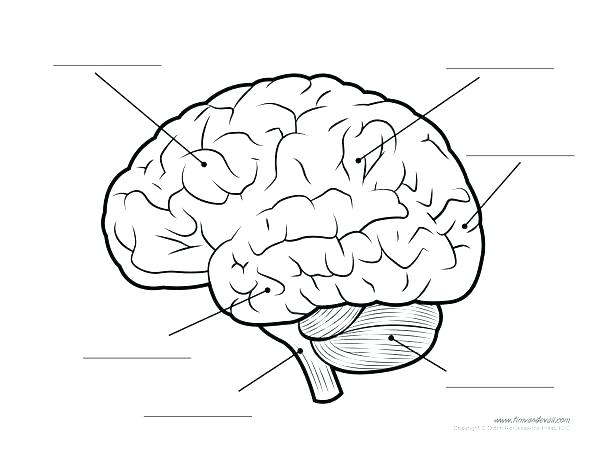 600x465 Brain Anatomy Coloring Pages