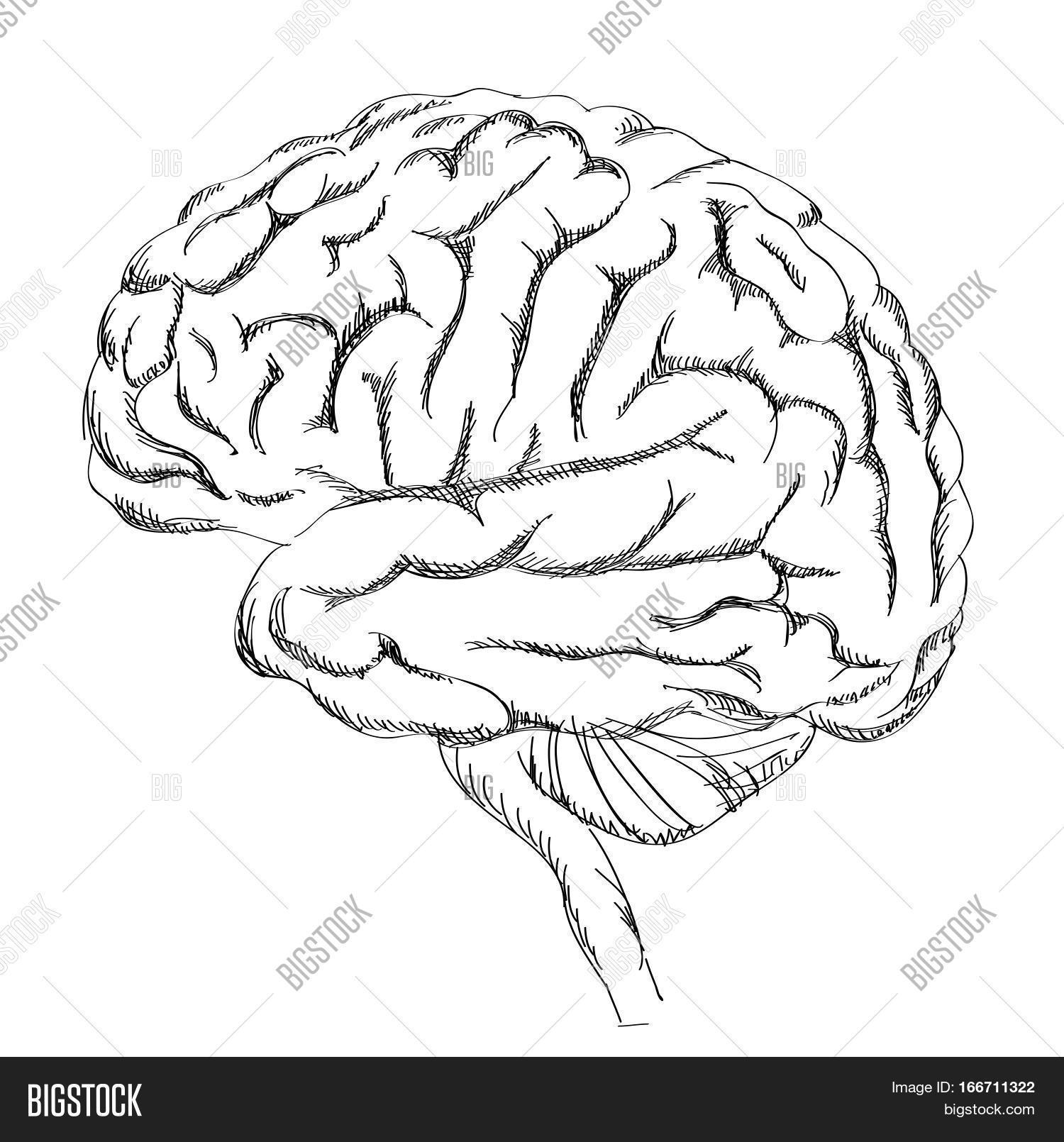 1500x1610 Brain Anatomy. Human Brain Lateral Vector Amp Photo Bigstock