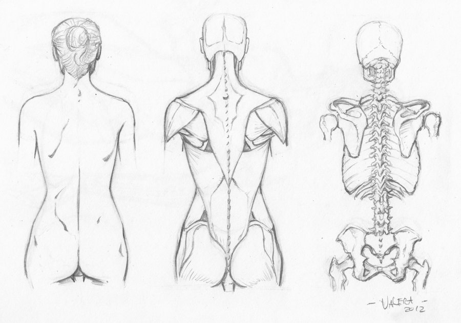 900x630 Female Back Anatomy Reference