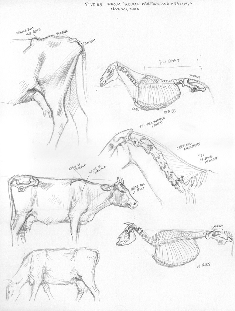 774x1026 Animal Anatomy 01 By Cacodaemonia