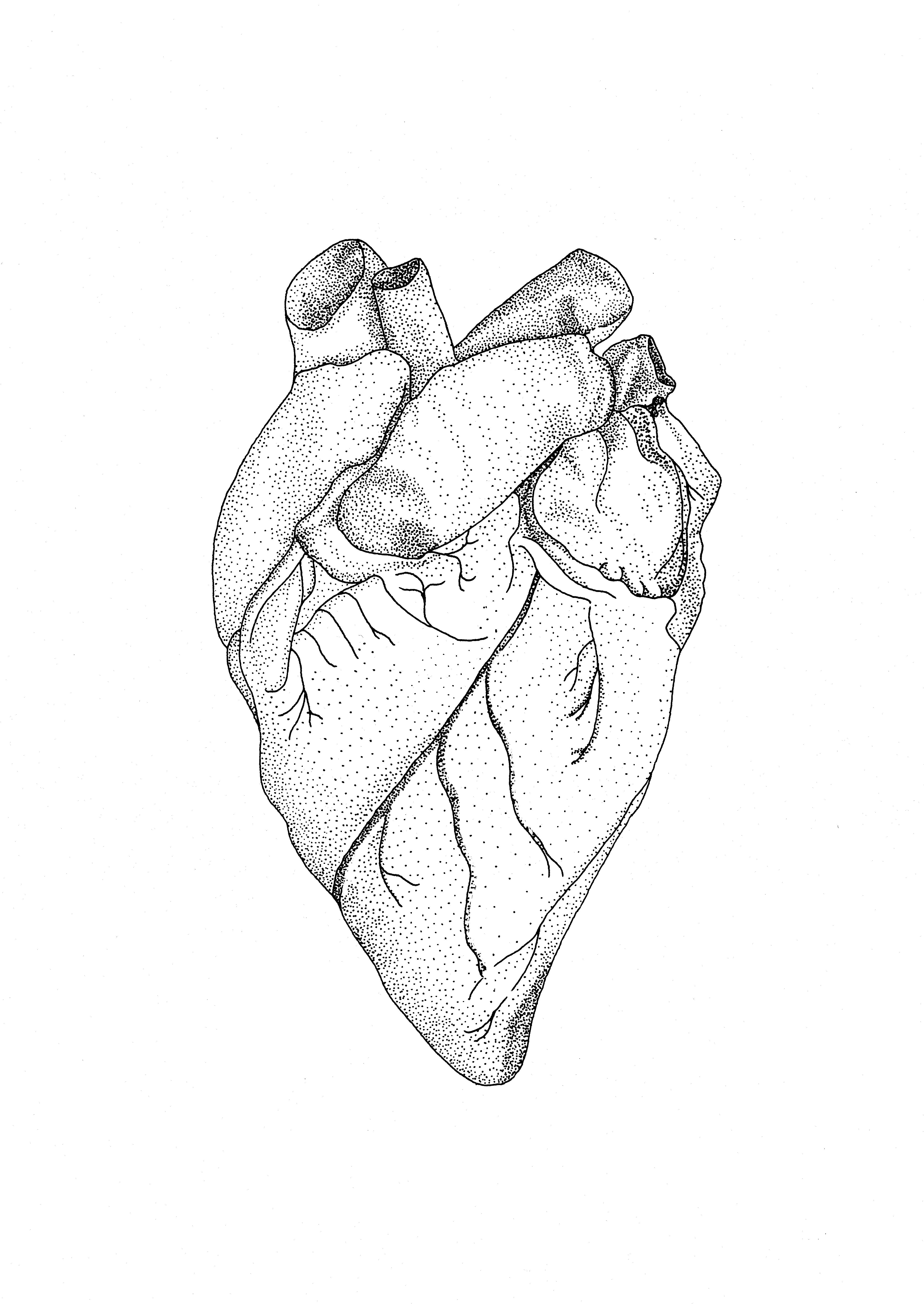 4049x5712 Anatomical Drawing Heart Of A Sheep Ovam