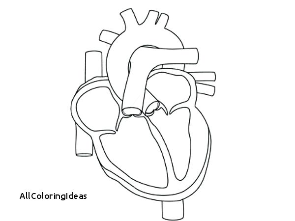 600x450 Human Heart Coloring Page Free Heart Coloring Pages 3 Human