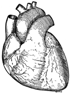 250x331 Real Heart Drawings Tenderness.co