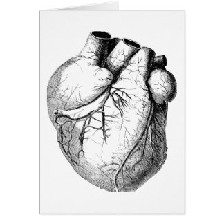 324x324 Vintage Heart Anatomy Illustration