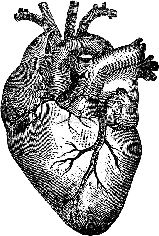 542x800 Vintage Heart Anatomy Stickers By Stilleskygger Redbubble