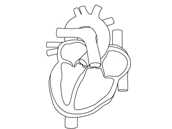600x450 Heart Anatomy Coloring Pages