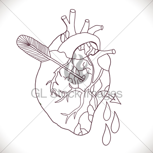 500x500 Anatomical Heart With Arrow Gl Stock Images