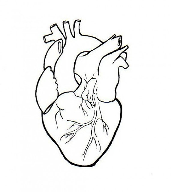 570x638 Human Heart Embroidery Anatomical Line Art Simple Embroidery