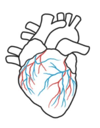 350x450 Simple Anatomical Heart Illustration