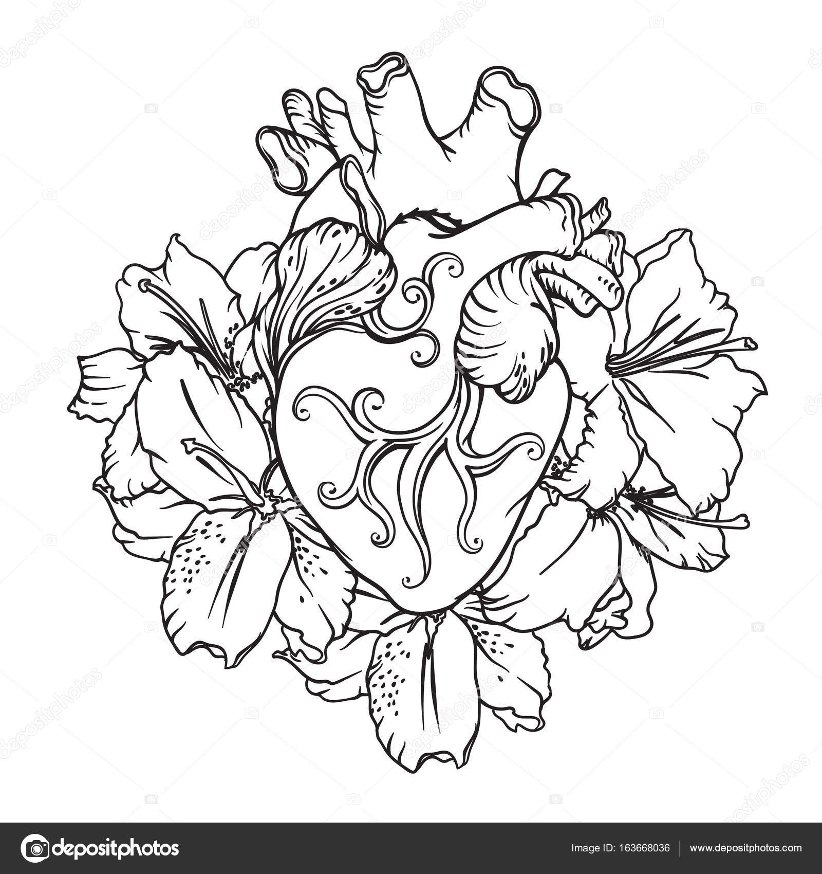 1600x1700 Anatomical Heart Drawing Outline