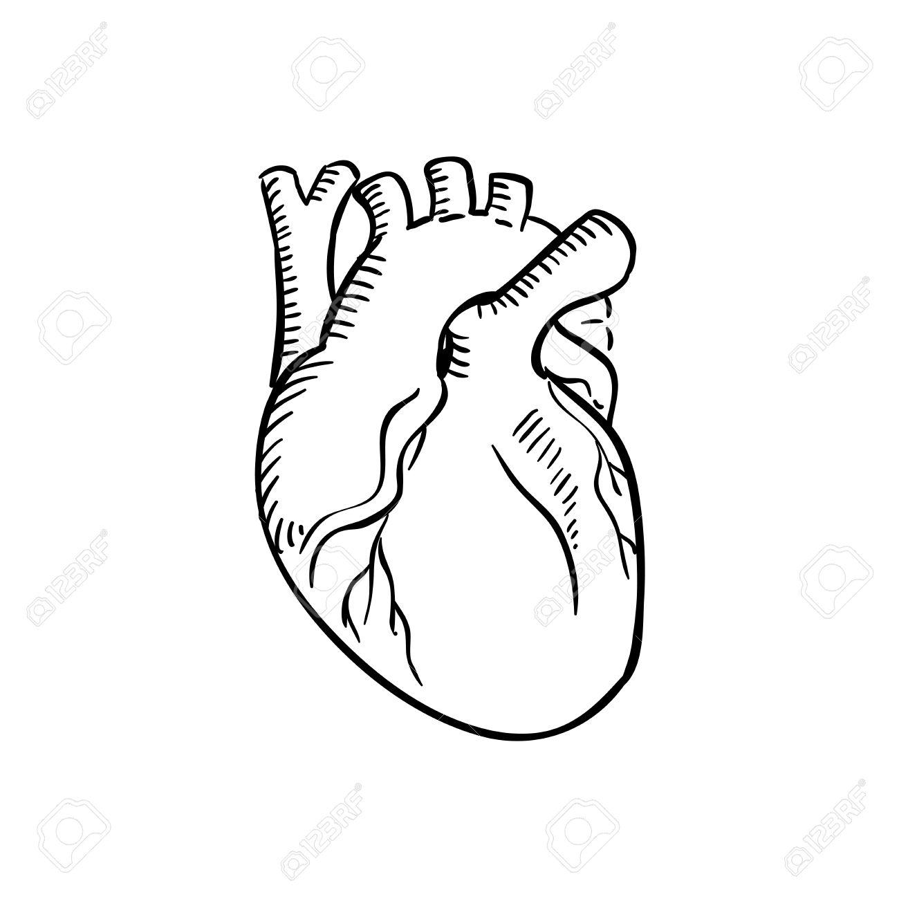 1300x1300 Human Heart Outline Sketch. Isolated Anatomical Detailed Organ