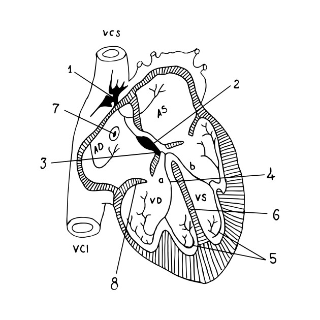 Anatomical Heart Line Drawing At Getdrawings 