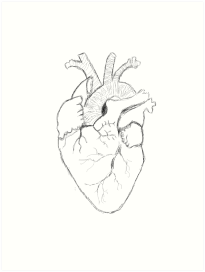 Anatomical Heart Line Drawing at GetDrawings | Free download