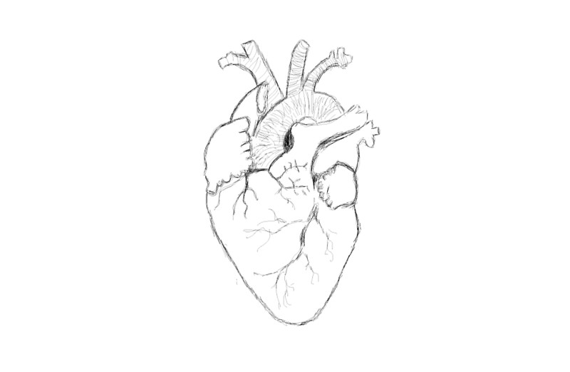 800x522 Anatomical Heart Sketch Laptop Skins By Thetomlinsons Redbubble