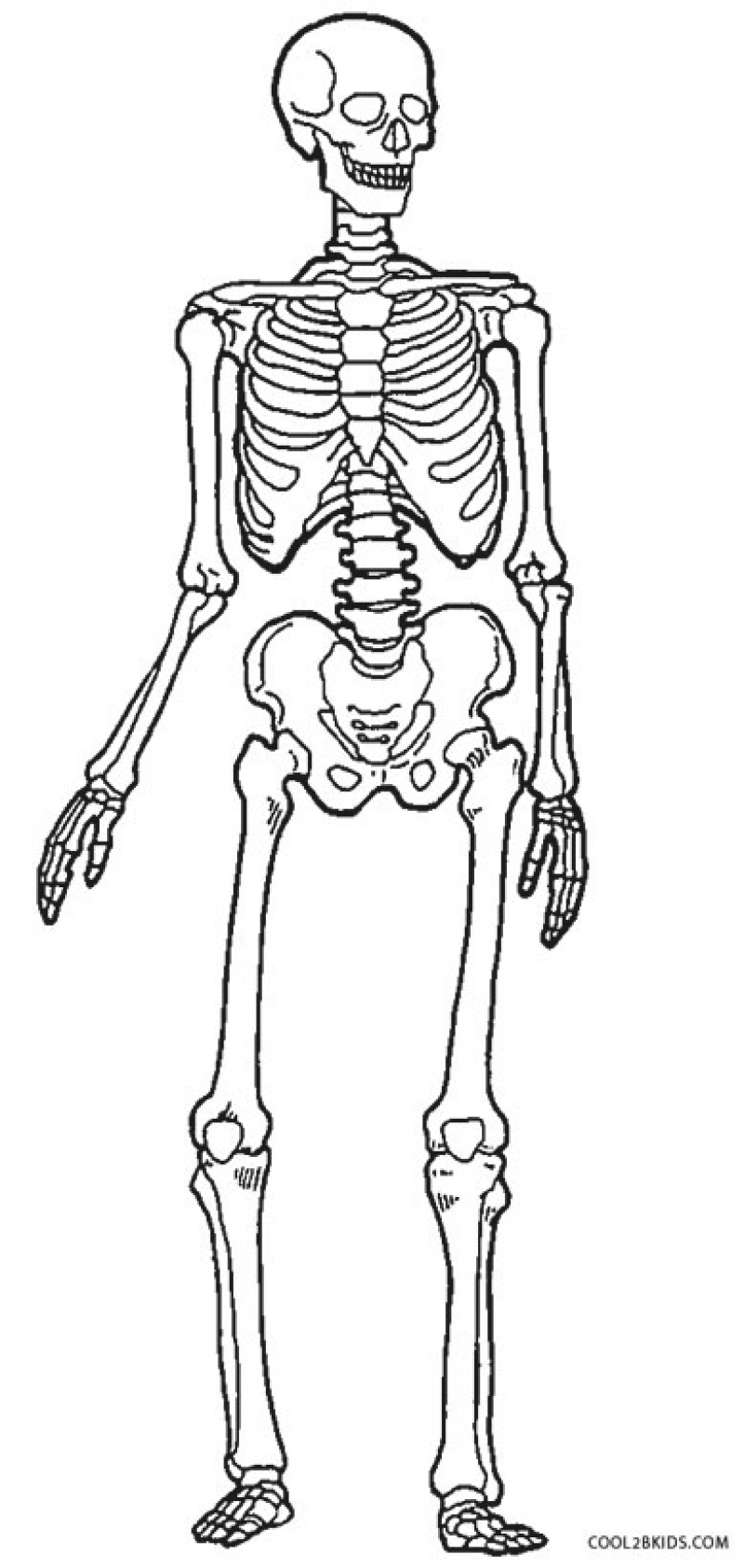 800x1686 Human Skeleton Coloring Page Tenderness.co
