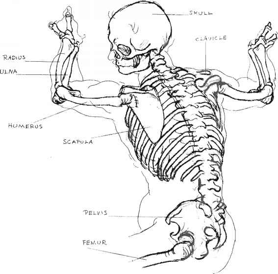 567x560 An Approach To The Study Of Anatomy