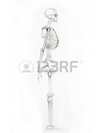 344x450 Pencil Sketch A Skeleton Stock Photo, Picture And Royalty Free
