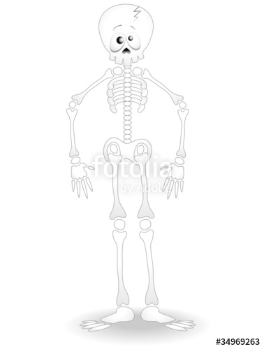378x500 Scheletro Umano Cartoon Human Skeleton Anatomy Vector Stock Image