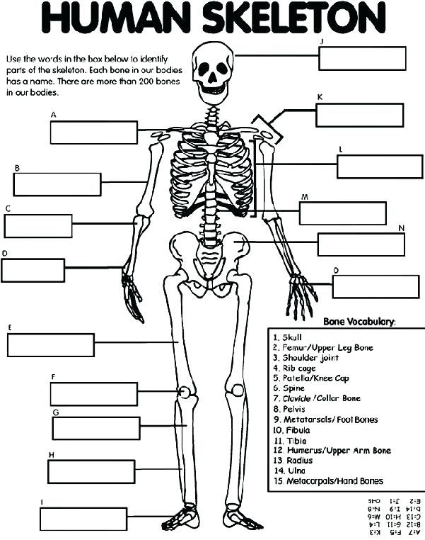 601x762 Top Anatomy Coloring Pages Print Free Printable Book Human