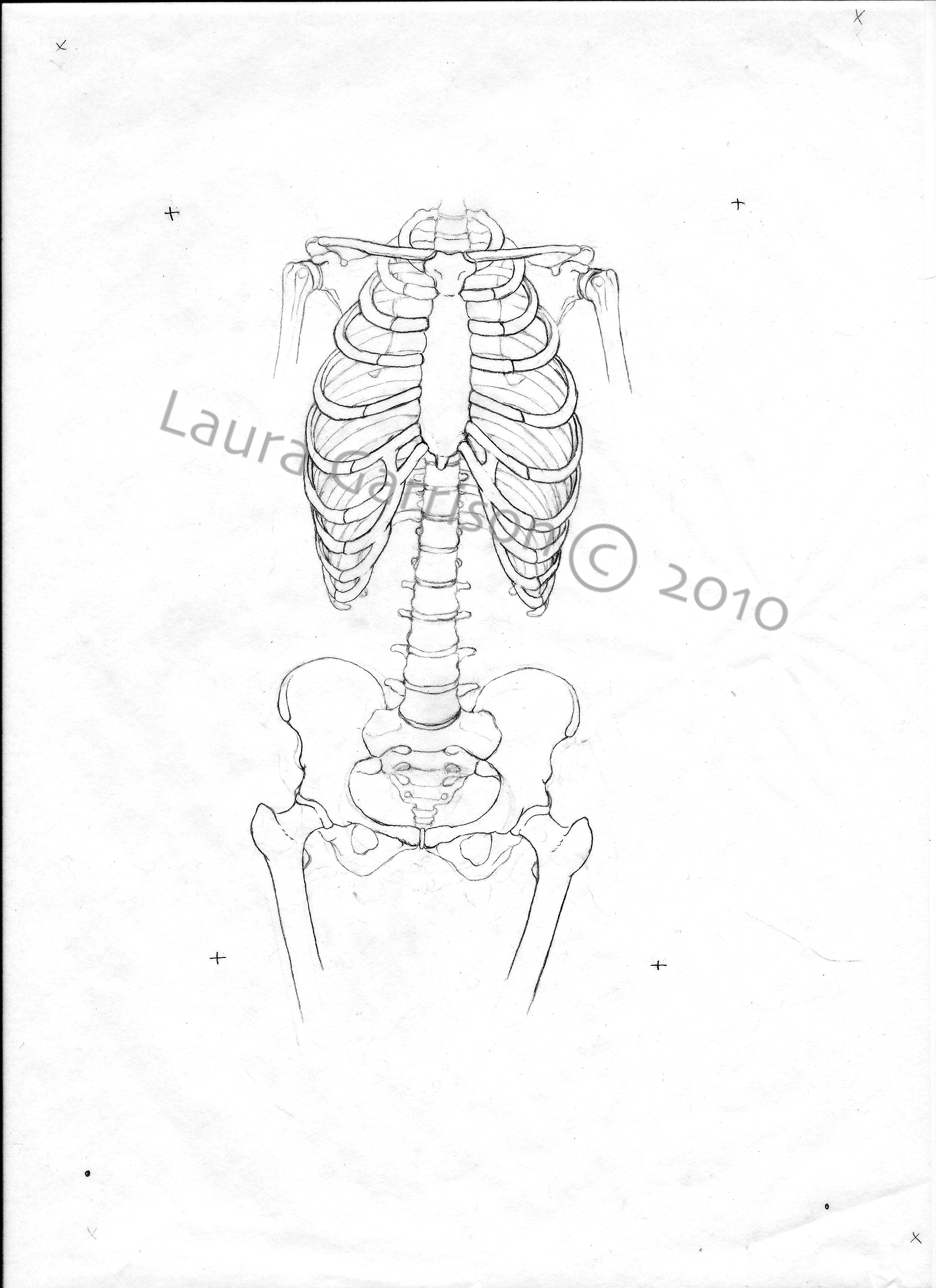 2549x3506 Anatomy Biomedical Squiggles