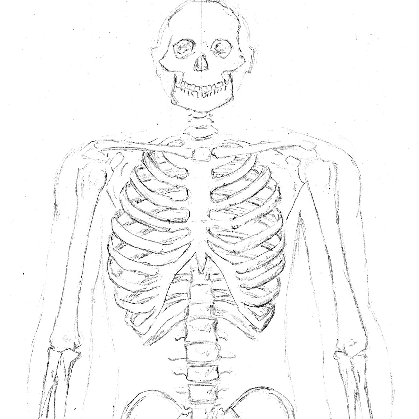Anatomical Skeleton Drawing at GetDrawings | Free download