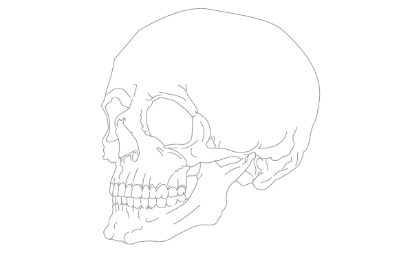 580x377 Free Human Anatomy Scientific Vector Set No Cost Royalty Free Stock