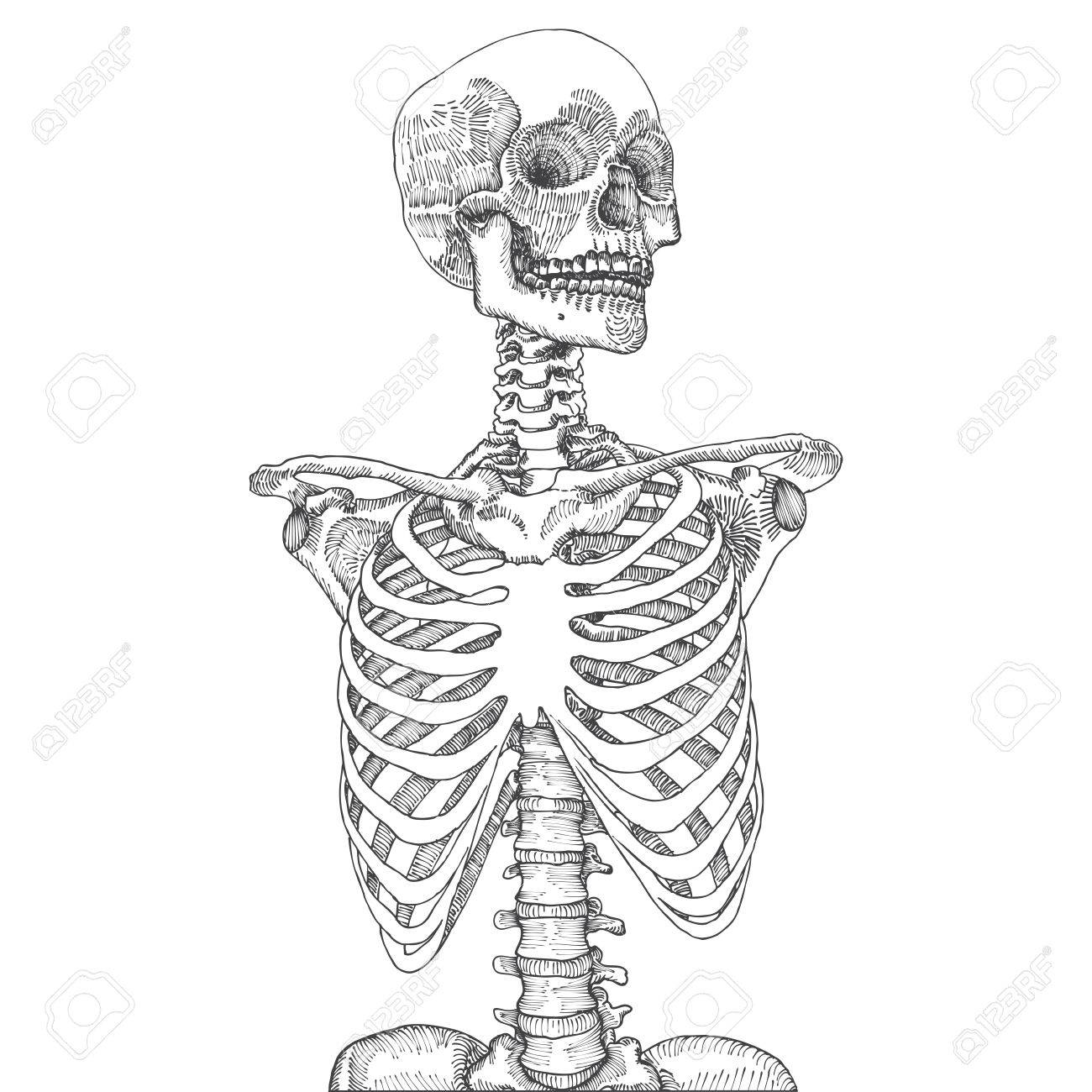 1300x1300 Hand Drawn Anatomical Medical Human Ribcage With Skull. On White
