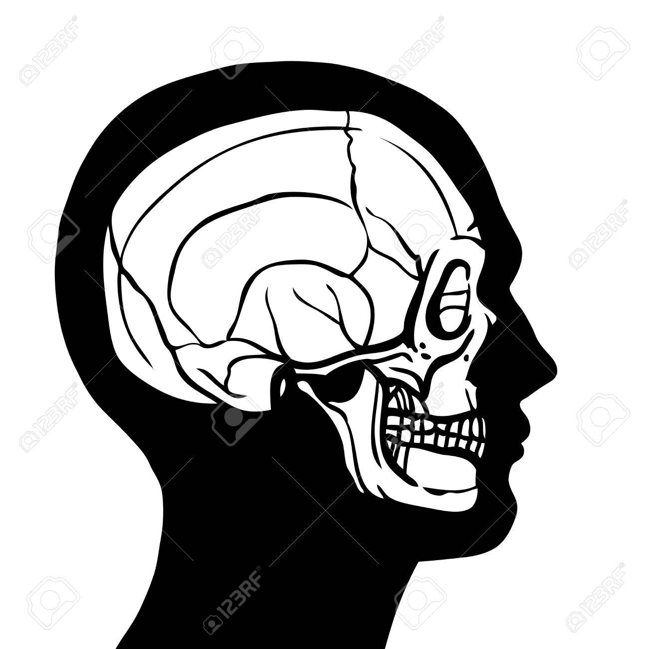 1299x1300 Human Head Profile Contour With Skull Inside Anatomy Concept