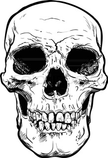 219x320 Human Skull Vector Art. Detailed Hand Drawn Illustration Of Skull