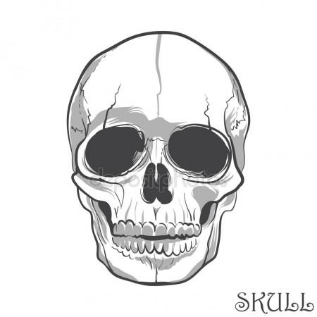 Anatomical Skull Drawing at GetDrawings | Free download