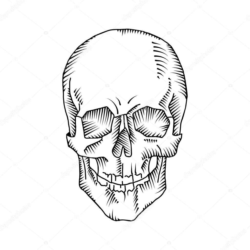 1024x1024 Illustration Of Anatomical Skull Stock Vector Vextok