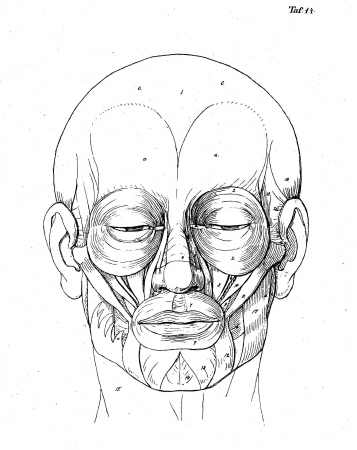357x450 The Art Student's Guide To The Bones And Muscles Of The Human Body