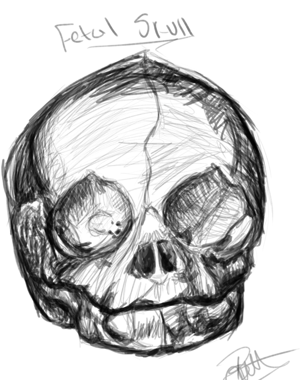 600x756 Anatomy Fetal Skull By Lithiumswirl