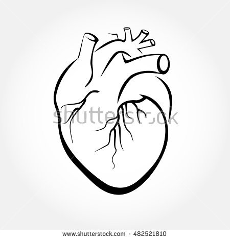 450x470 Anatomy Drawings Of The Heart