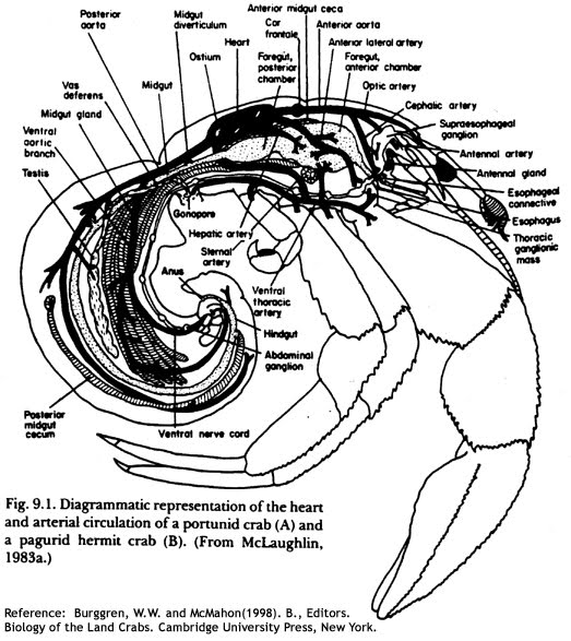 523x587 Crab Brain Anatomy