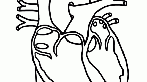 570x320 Anatomical Heart Coloring Page Anatomical Heart Coloring Page