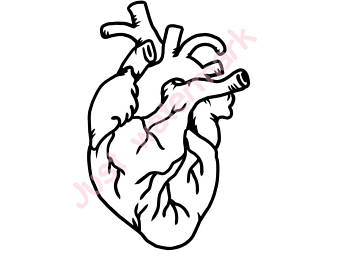 340x270 Human Heart Etsy