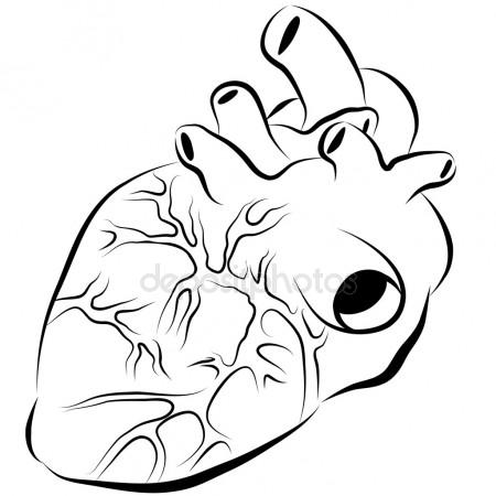450x450 Human Heart Stock Vectors, Royalty Free Human Heart Illustrations