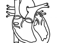 200x150 Anatomical Heart Coloring Pages Elegant Human Heart Coloring Page