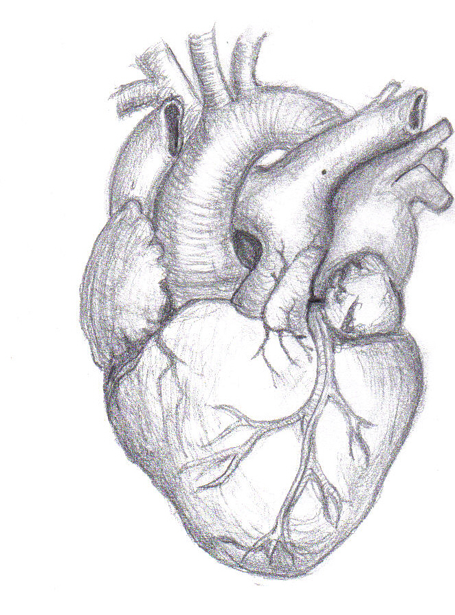 662x895 Real Human Heart Drawing