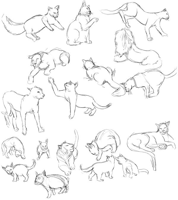 600x675 Drawn Cat Anatomy