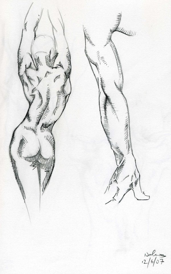 600x962 Anatomy Drawing By I Am Mighty