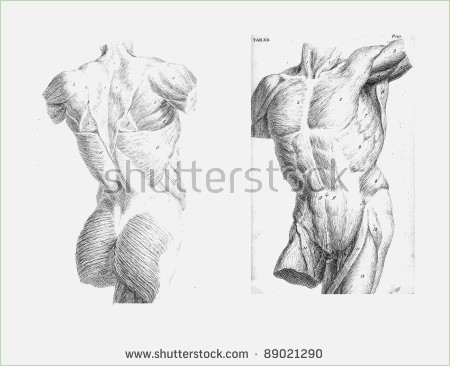450x366 Anatomy Drawings Of The Human Body