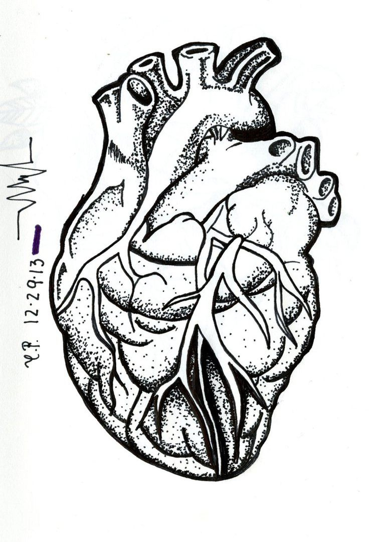 736x1081 Draw Human Heart With Names Best Anatomical Heart Drawing