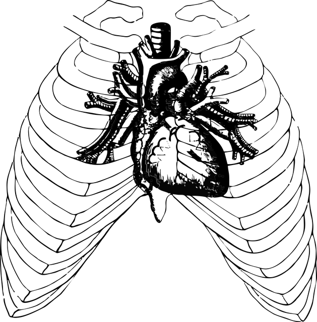 629x640 Free Photo Health Halloween Anatomy Heart Ribs Human