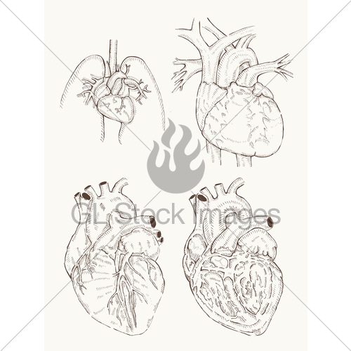 500x500 Heart Anatomy Hand Draw Gl Stock Images