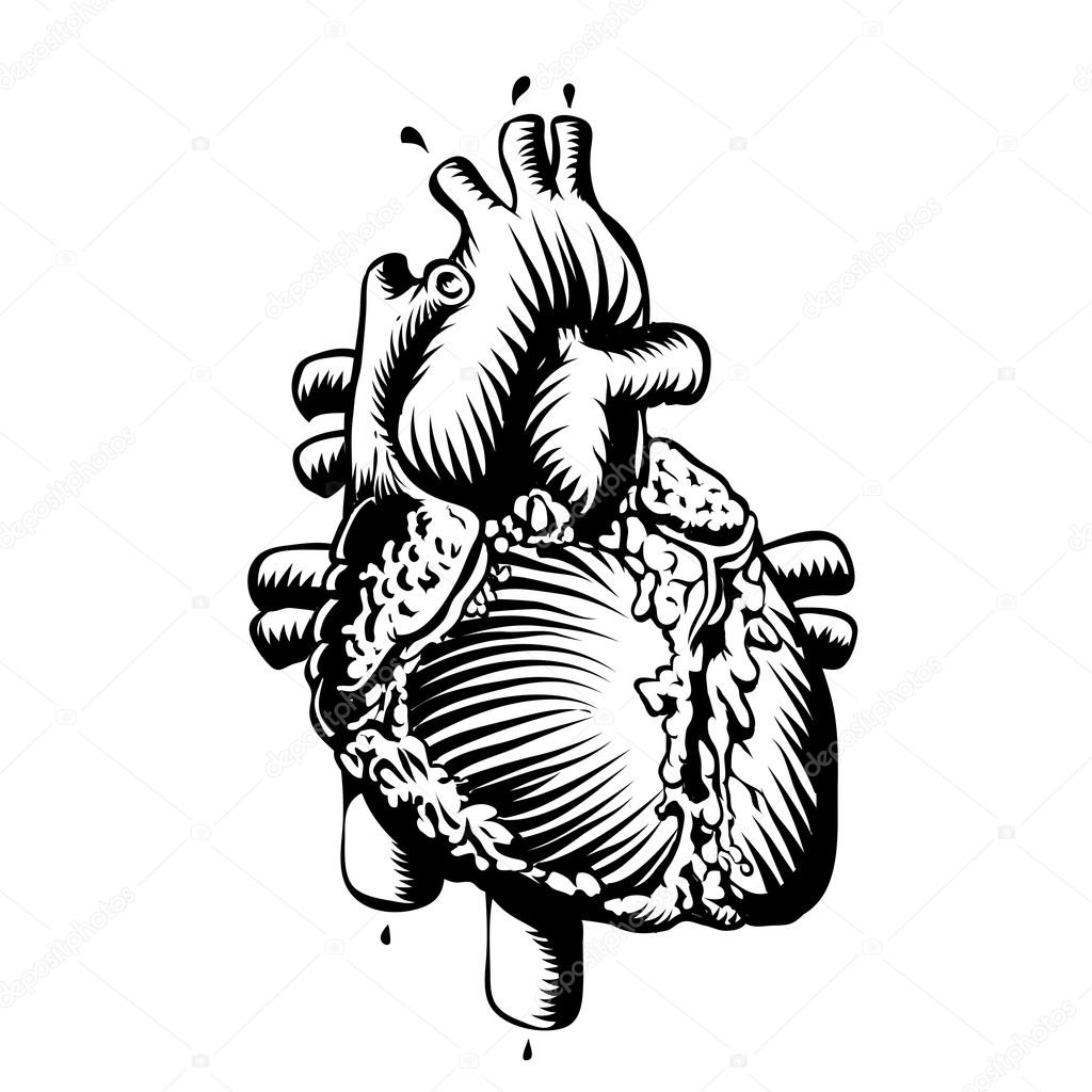 1024x1024 Anatomy Heart Stock Vector Vectorguru